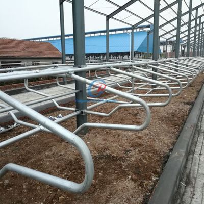 Structure en acier personnalisée bâtiment de cow-shed préfabriqué élevage laitier de bétail